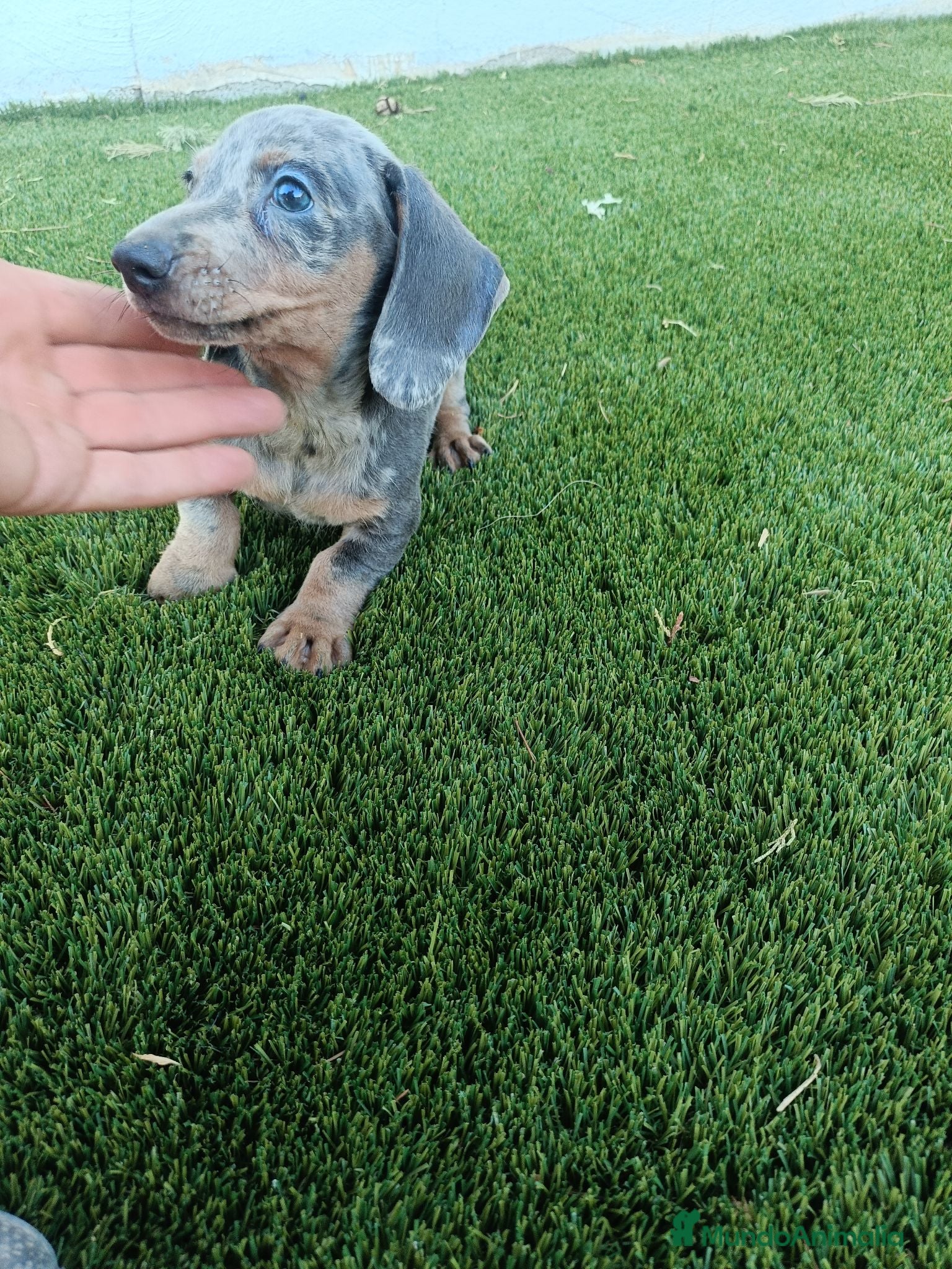 Teckel Miniatura perros Último machito de la camada Teckel Arlequin Blue - Anuncio 3