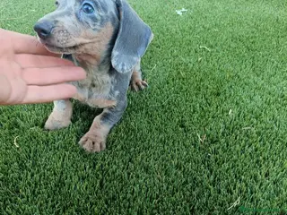 Teckel Miniatura perros Último machito de la camada Teckel Arlequin Blue - Anuncio 1