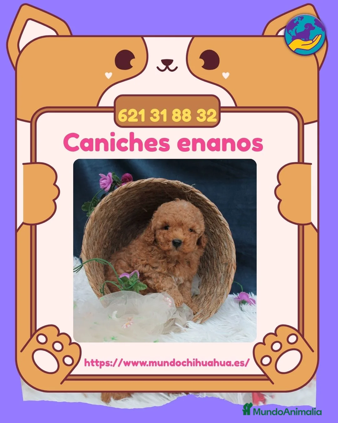 Caniche Enano perros en venta: Preciosos Caniches enanos disponibles 🧸 - Anuncio 1
