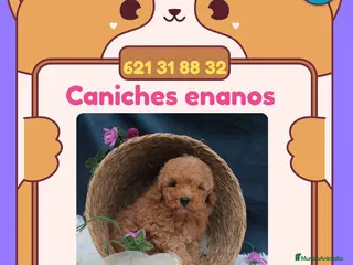 Caniche Enano perros Preciosos Caniches enanos disponibles 🧸 - Anuncio 1
