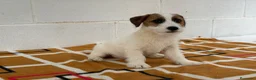Jack Russell Terrier perros en venta: Extraordinarios Jack Russell Terrier de pelo duro - Anuncio 3