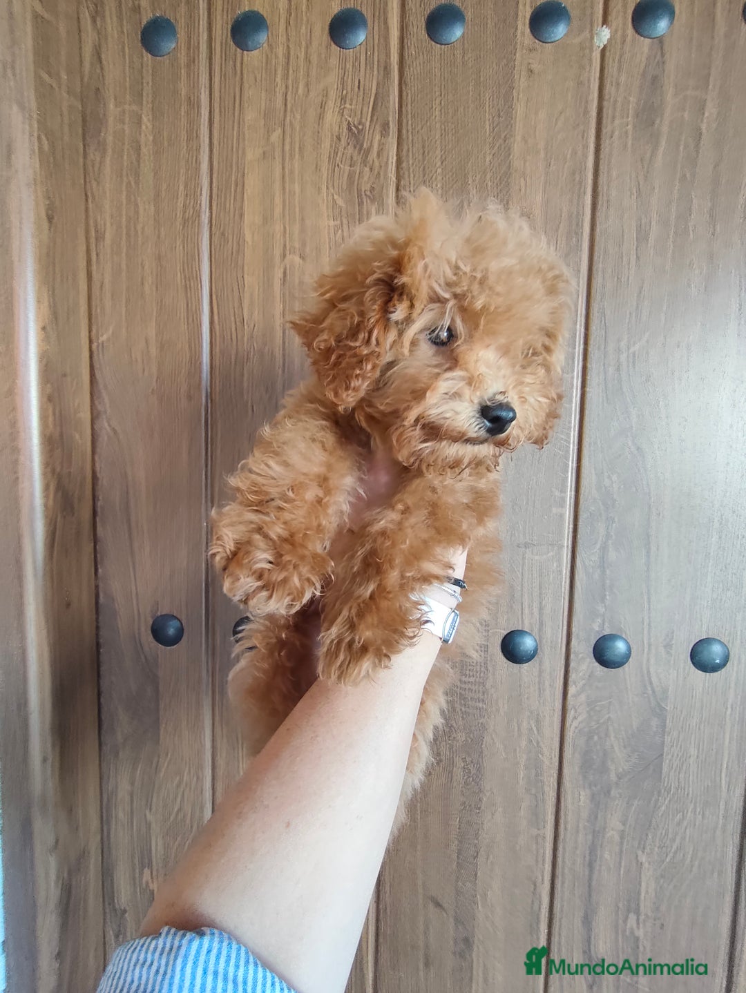 Caniche Toy perros en venta: Benny de PraoToro  - Imagen 4