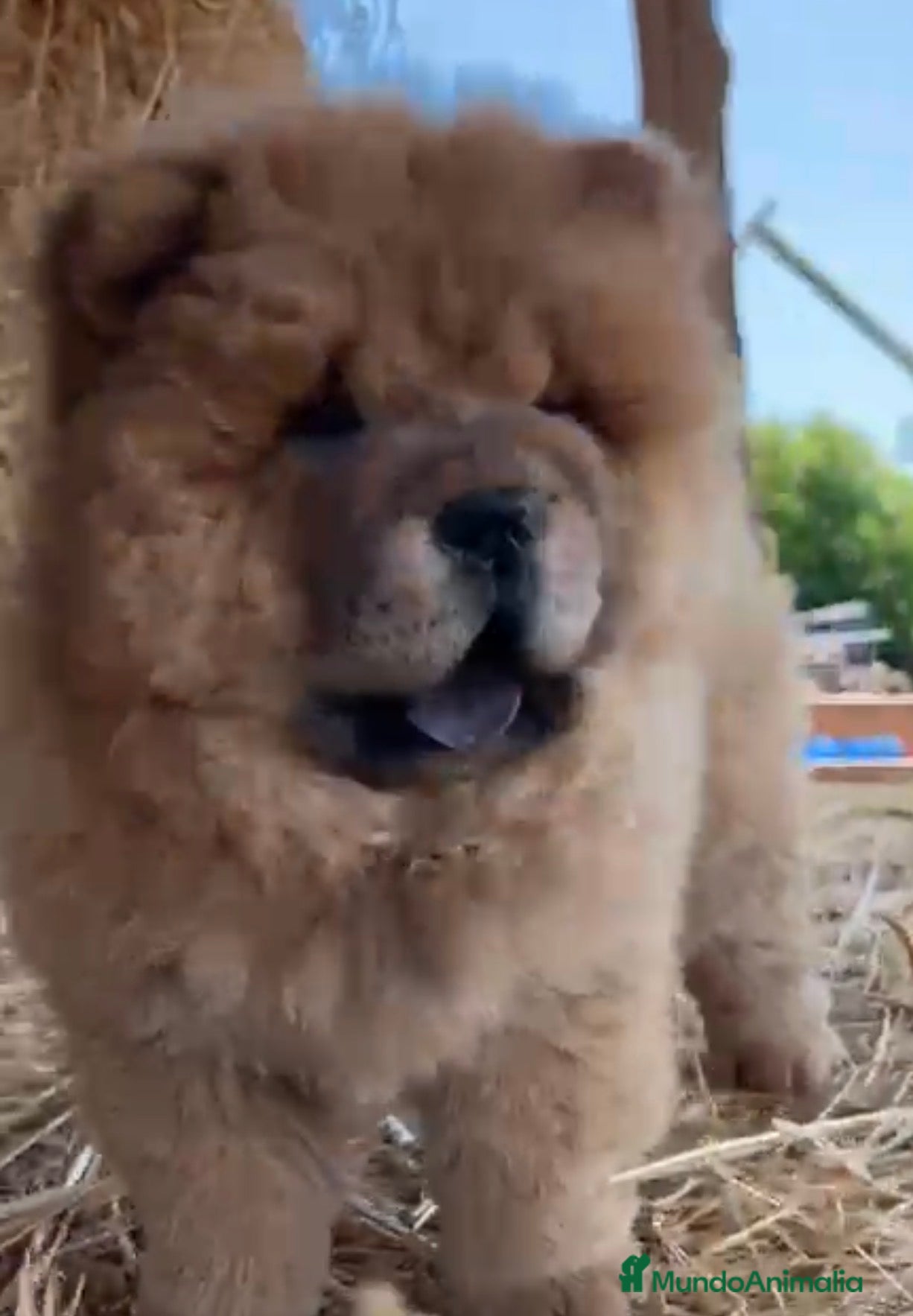 Chow Chow perros Chow Chow hembra  - Anuncio 1