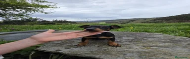 Pinscher Miniatura Cachorro 1