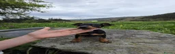 Pinscher Miniatura perros en venta: Precioso machito mini pincher - Anuncio 3