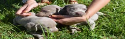 Weimaraner perros en venta: Preciosa camada de Braco de Weimar  en Barcelona - Anuncio 7