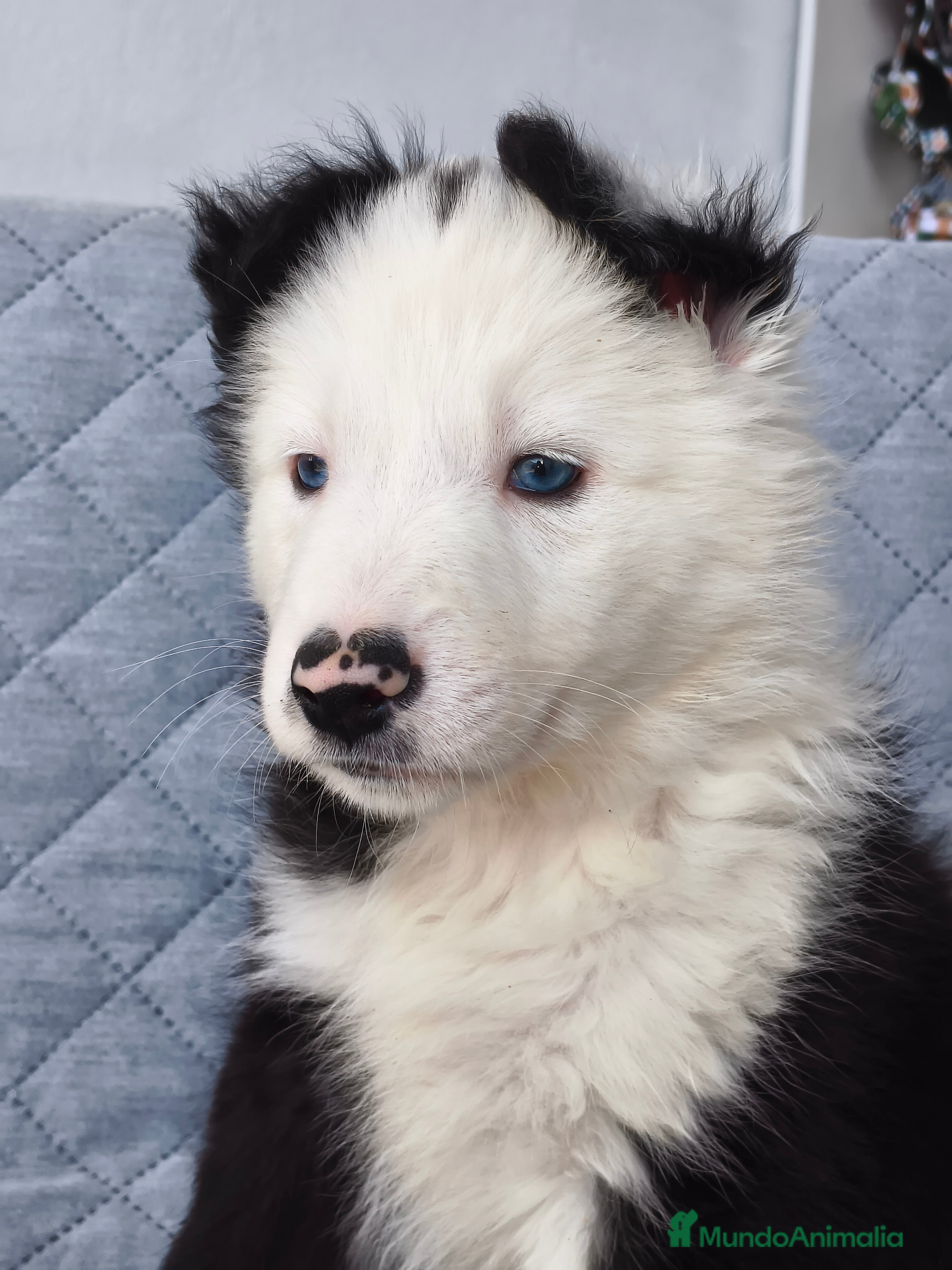 Border Collie perros BORDER COLLIES  - Anuncio 1