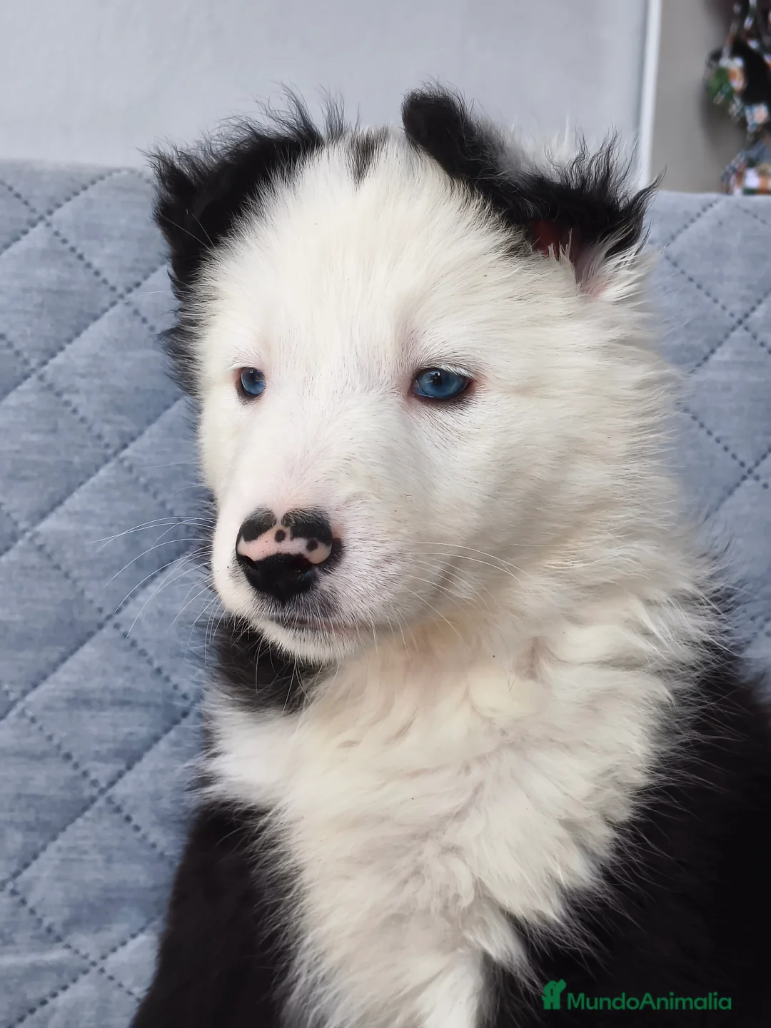 Border Collie perros en venta: BORDER COLLIES  - Anuncio 1