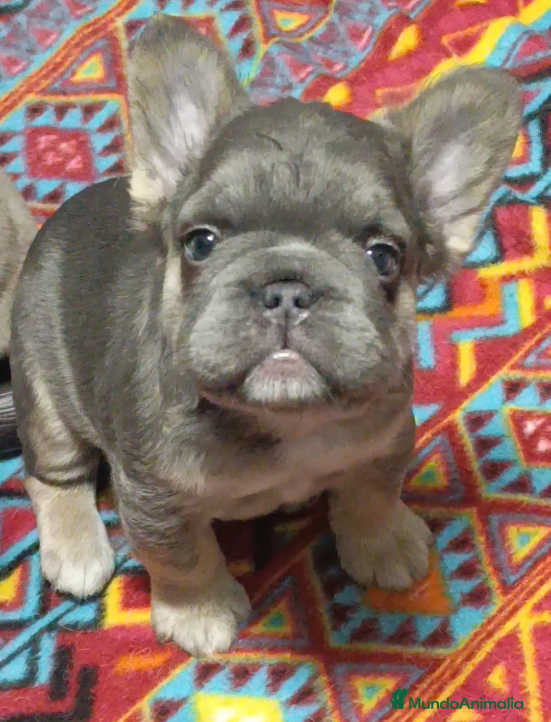 Bulldog Francés perros en venta: bulldog francés  - Anuncio 8