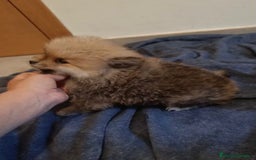 Pomerania perros en venta: Lulu pomerania toy osito - Imagen 11