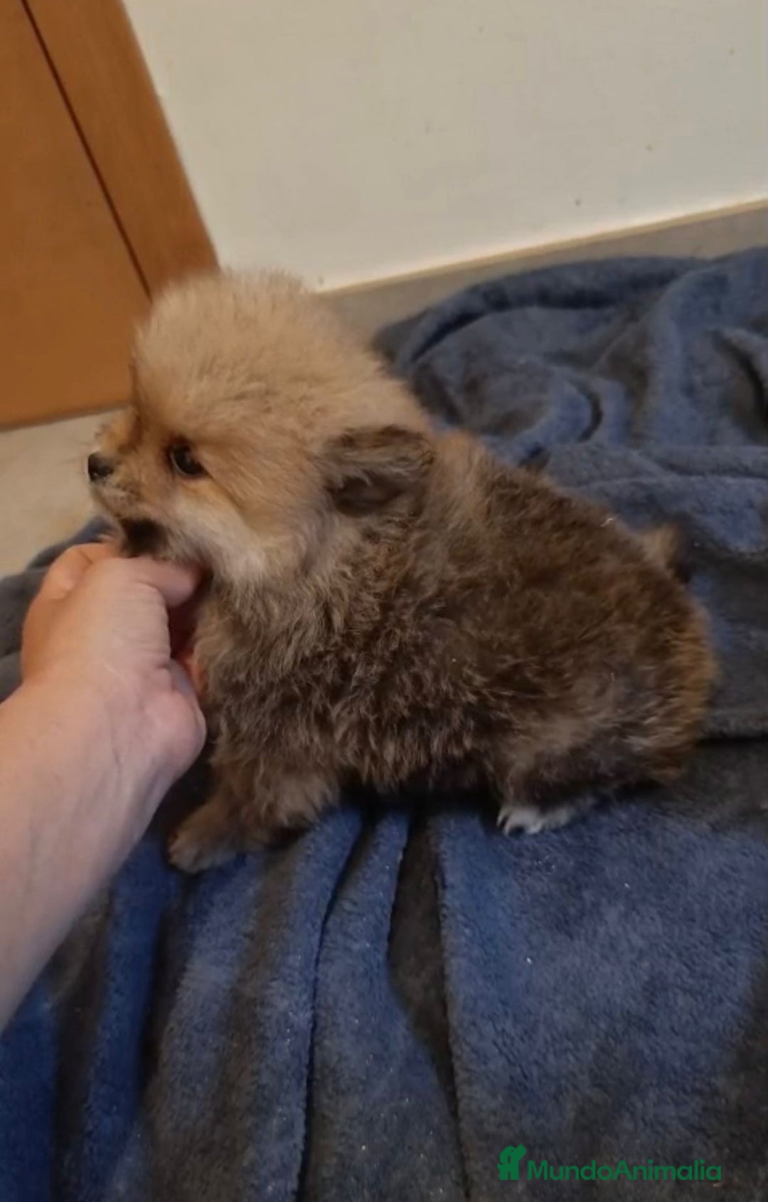 Pomerania perros en venta: Lulu pomerania toy osito - Imagen 11