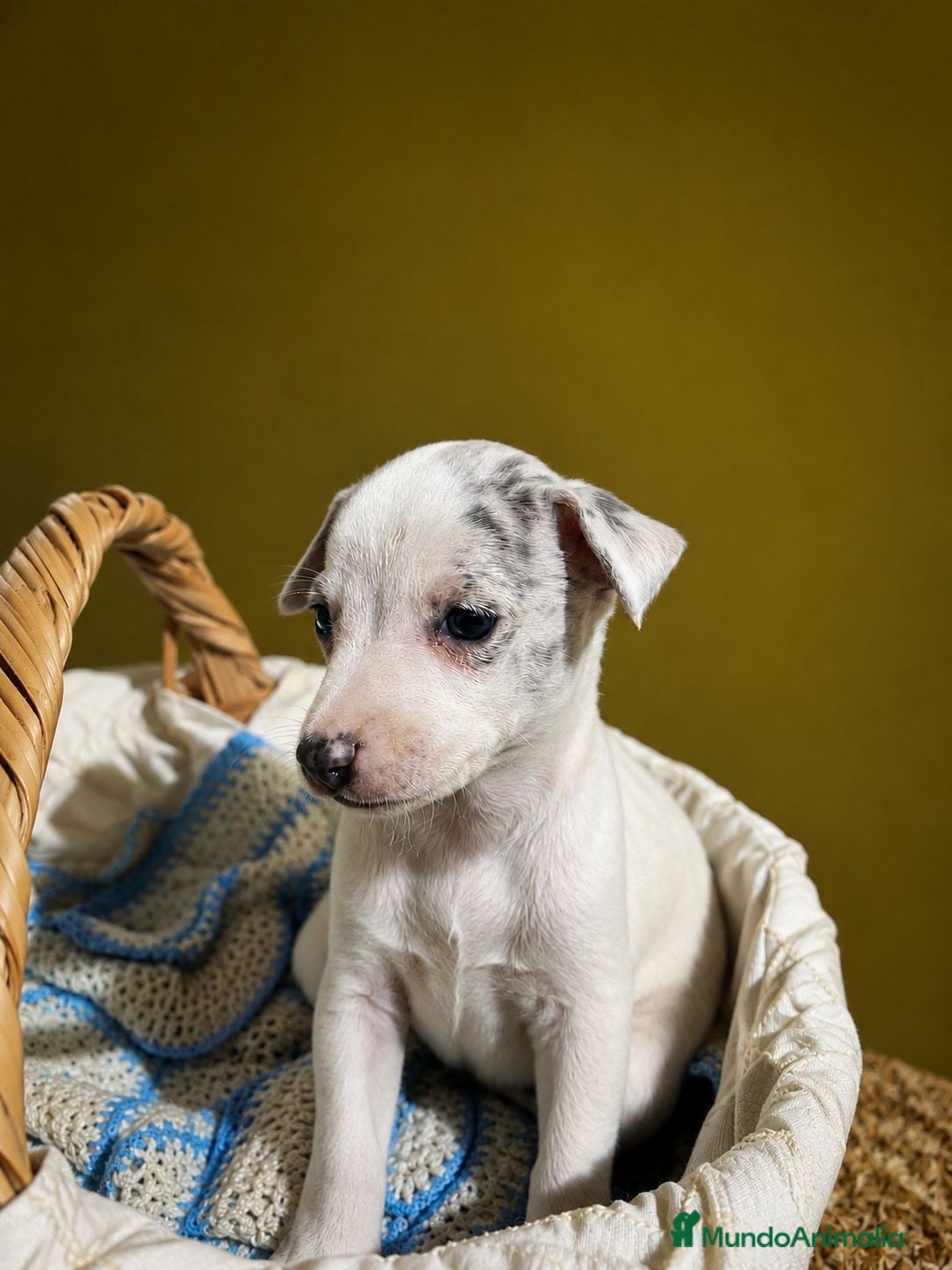 Whippet perros CAHORRITAS DE WHIPPET - Anuncio 1