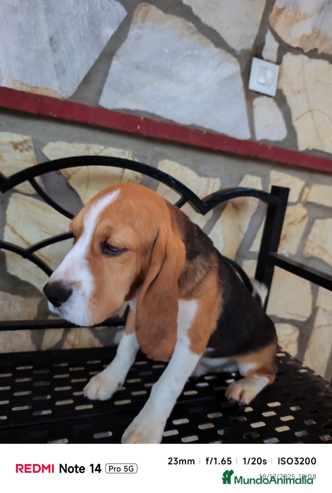 Beagle perros en venta: Cachorros de Beagle  - Anuncio 9
