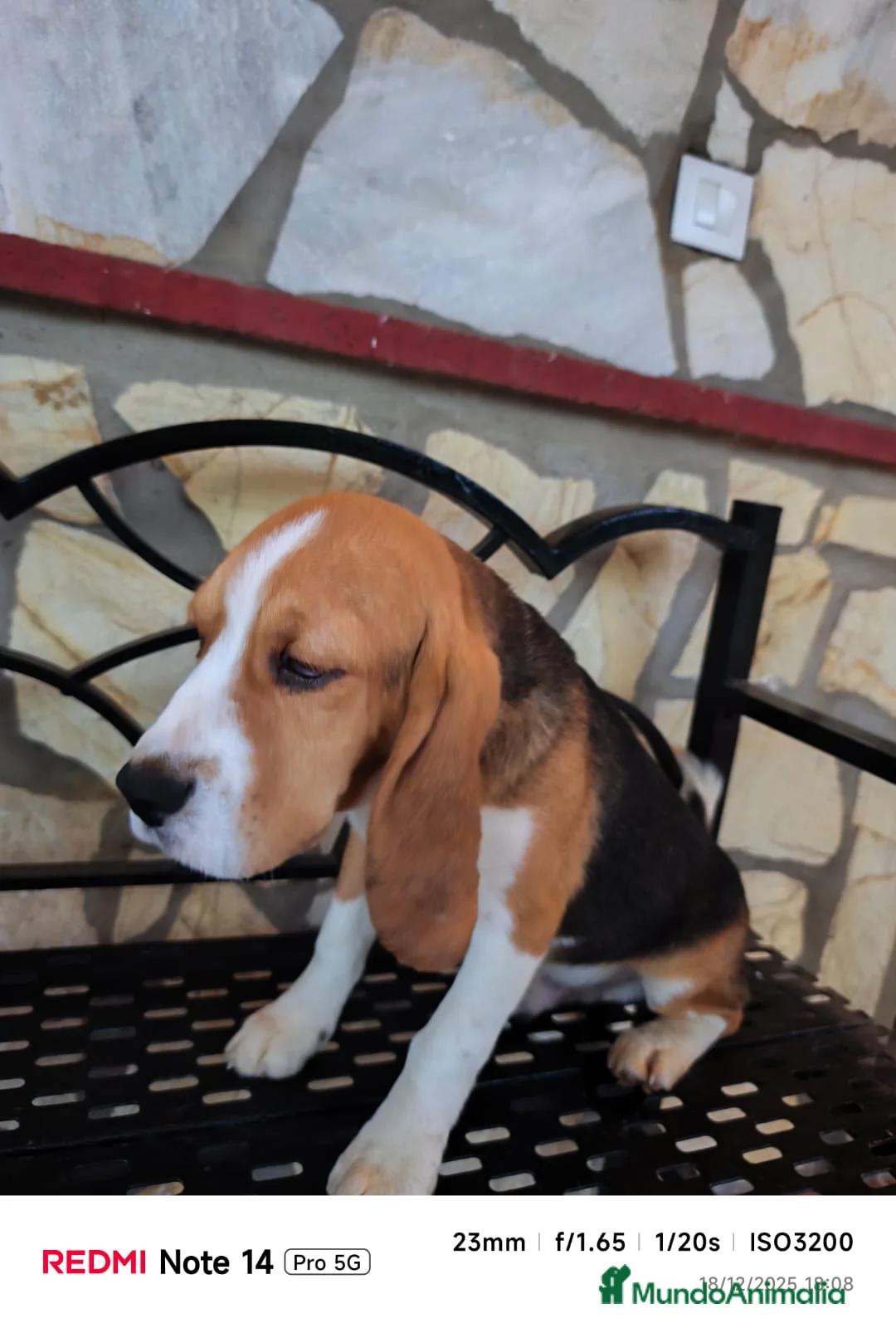 Beagle perros en venta: Cachorros de Beagle  - Anuncio 9