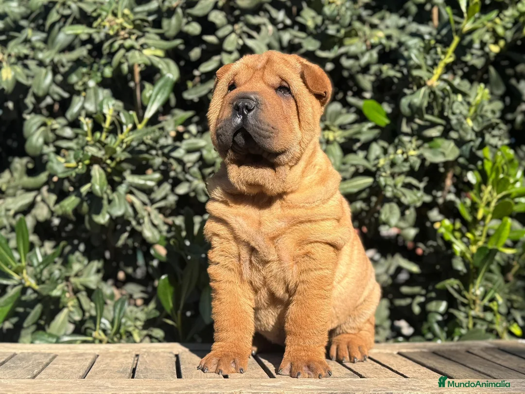 Shar Pei perros en venta: CACHORROS SHAR PEI en Málaga - Anuncio 2