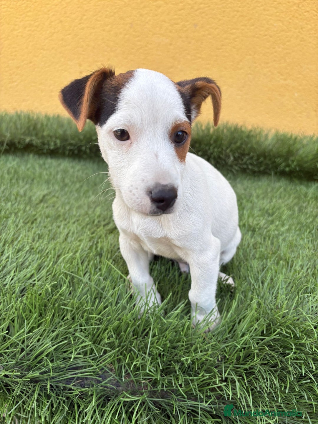 Jack Russell Terrier perros en venta: Jack russell macho tricolor  - Imagen 13