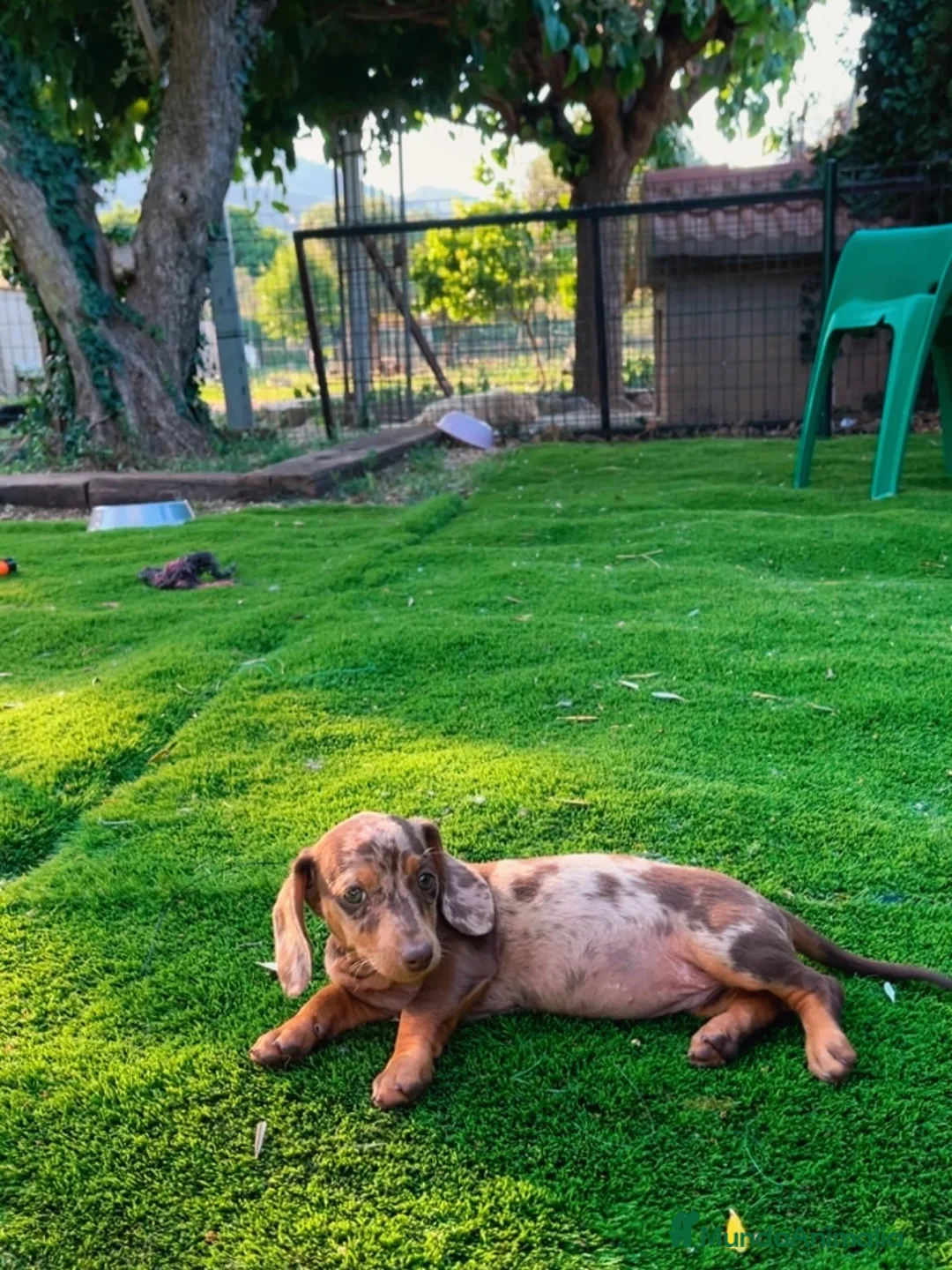 Teckel perros en venta: Baby Teckel en Tarragona  - Anuncio 2