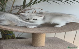 Británico de Pelo Corto gatos en venta: British Silver Chinchilla  - Imagen 2