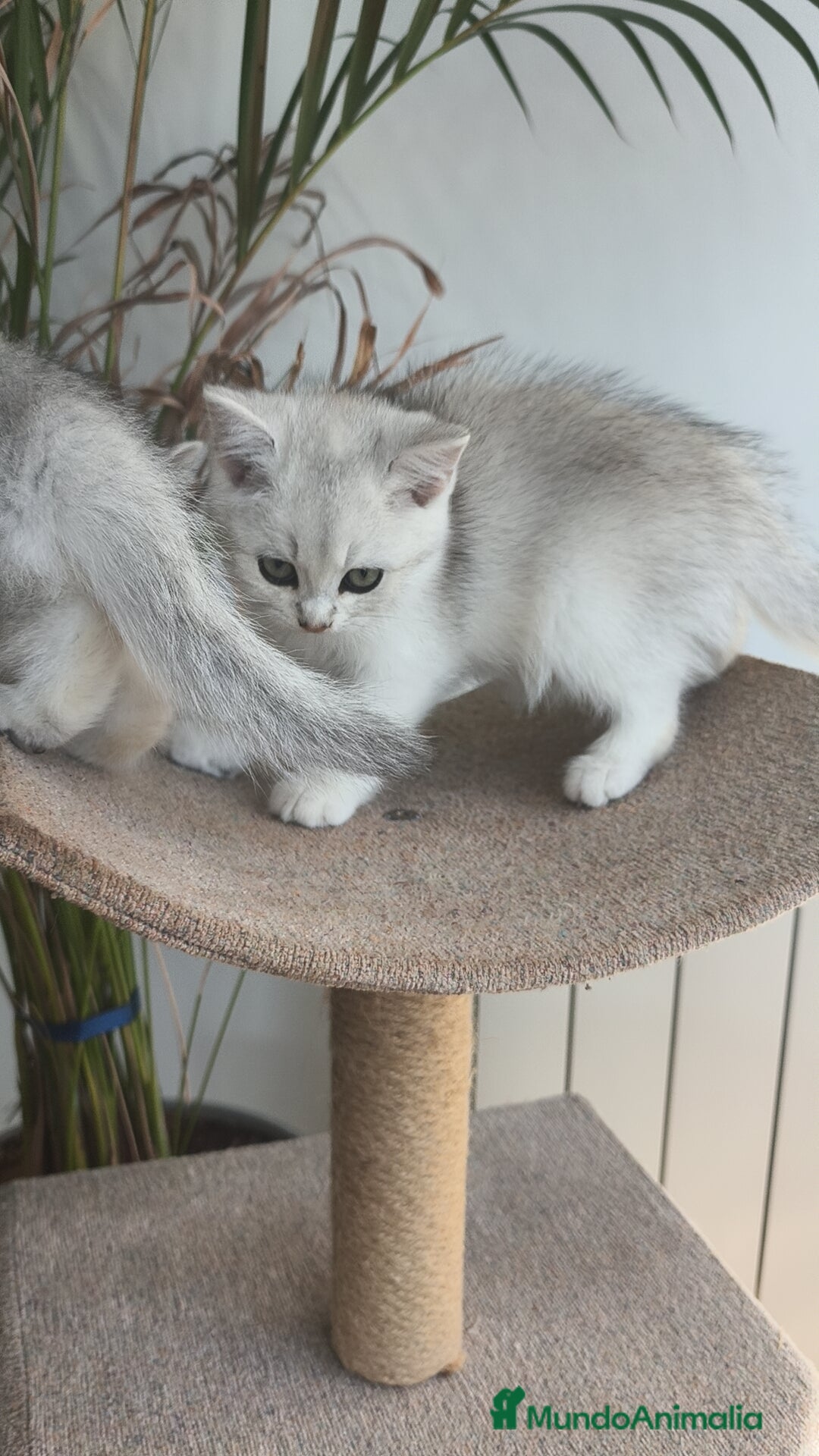Británico de Pelo Corto gatos en venta: British Silver Chinchilla  - Imagen 2