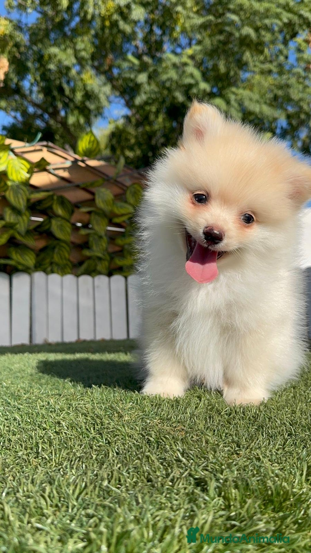 Pomerania perros en venta: POMERANIA - Imagen 27