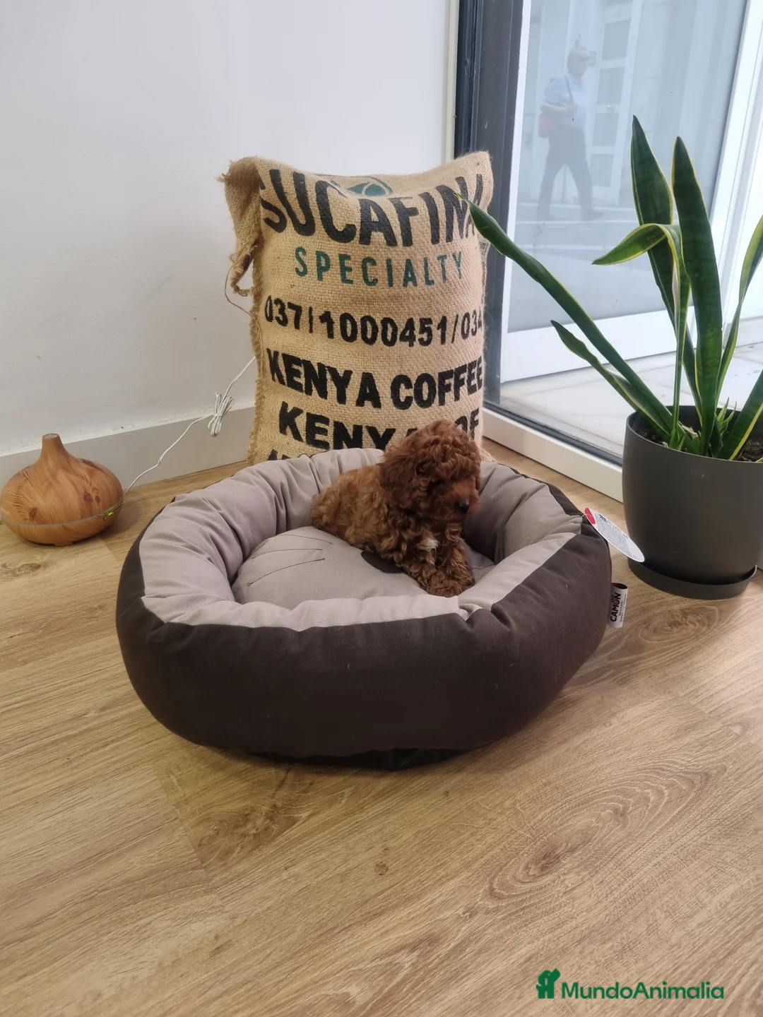 Caniche Toy perros en venta: Caniches minis - Anuncio 3