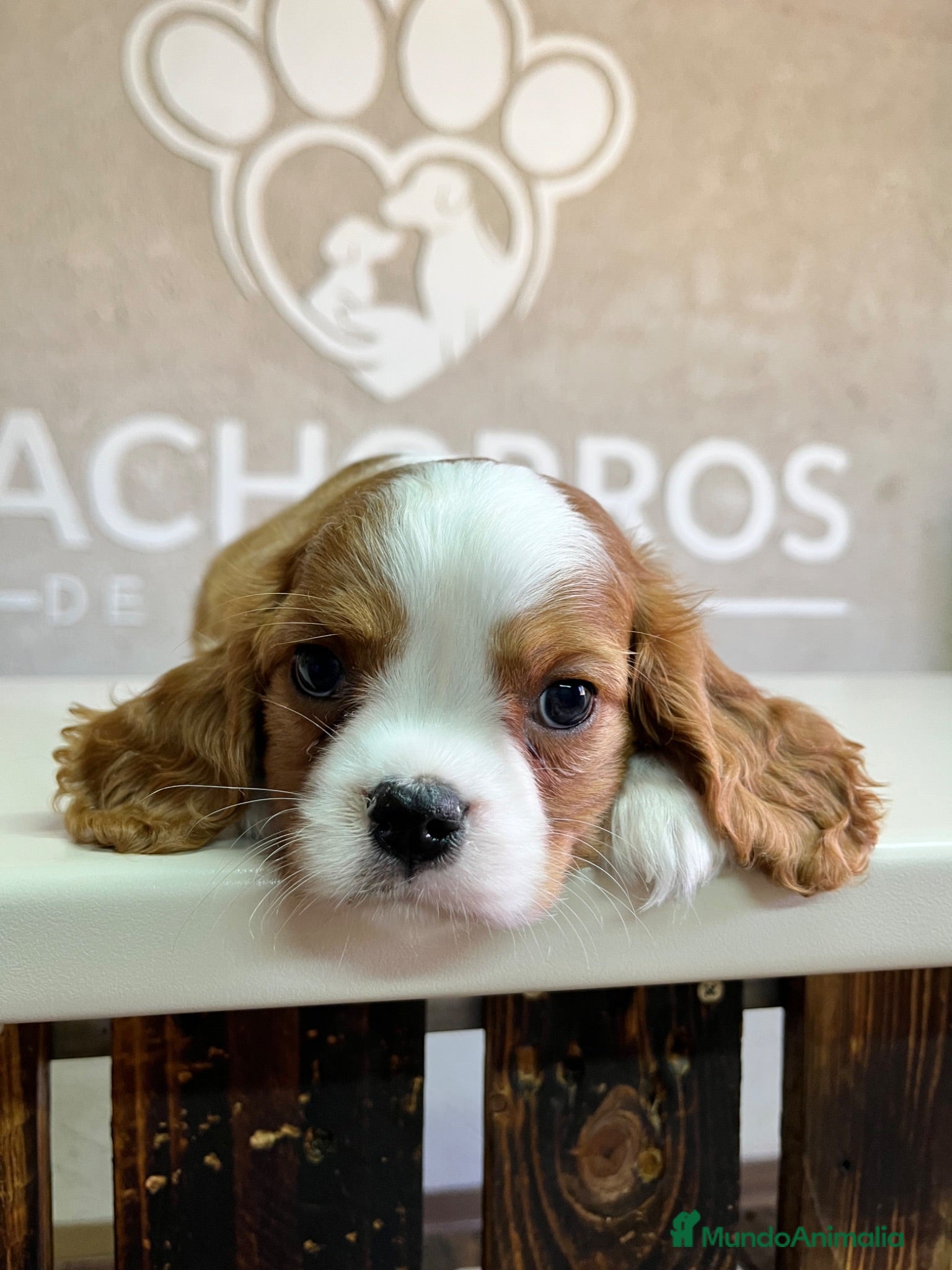 Cavalier King Charles Spaniel perros Cavalier King  - Anuncio 7