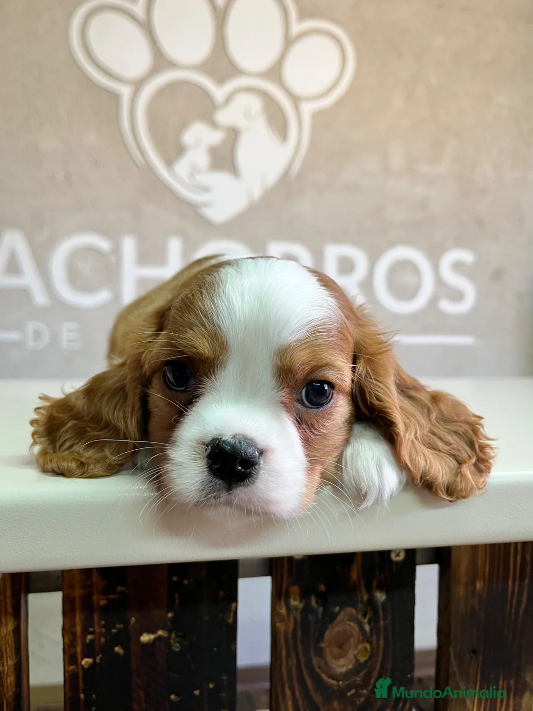 Cavalier King Charles Spaniel perros en venta: Cavalier King  - Anuncio 1