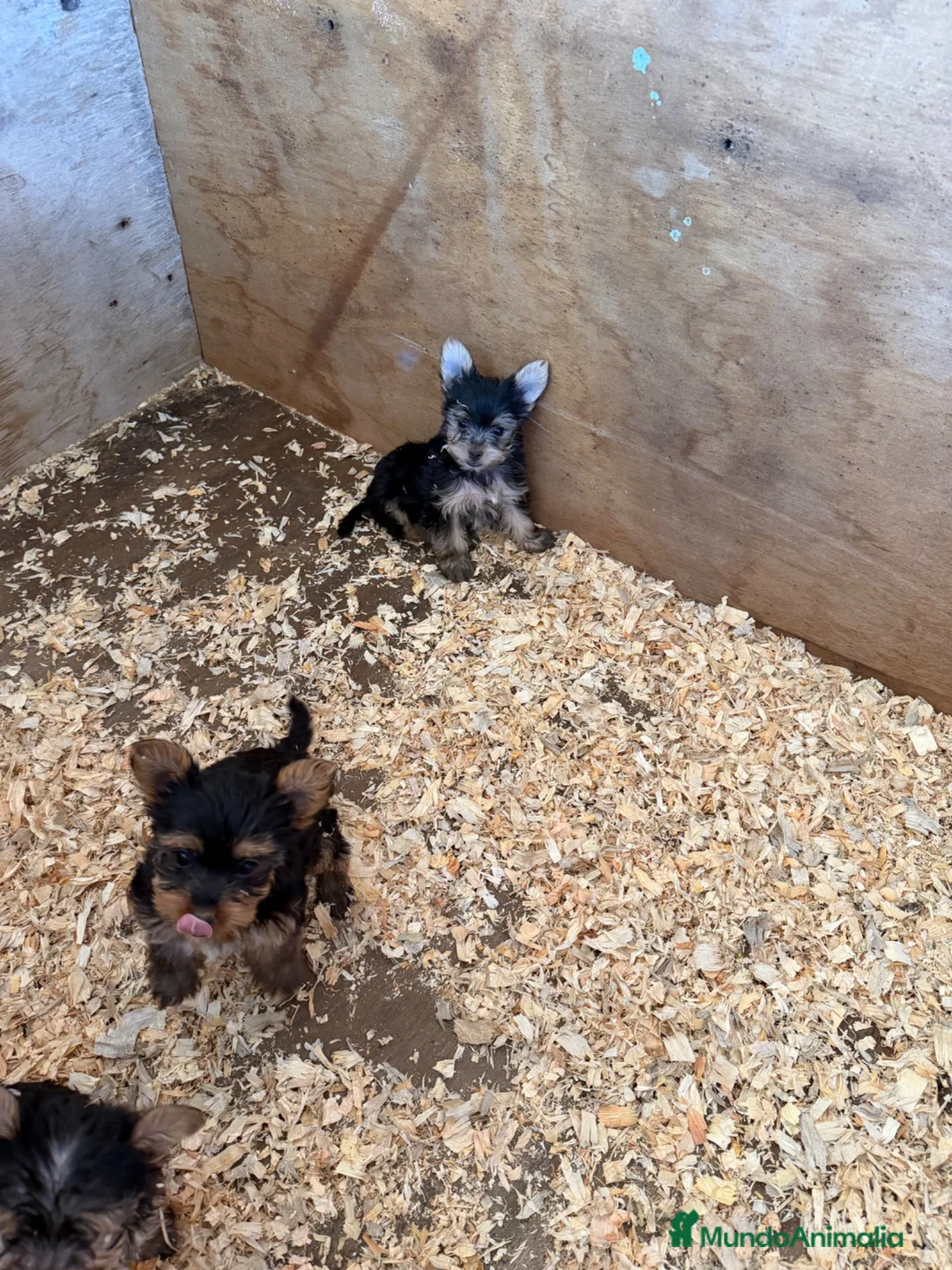 Yorkshire Terrier perros en venta: Yorksiri Toy  - Anuncio 4