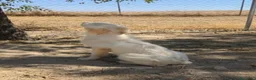 Golden Retriever perros en venta: Preciosa hembra de golden retriever - Anuncio 3