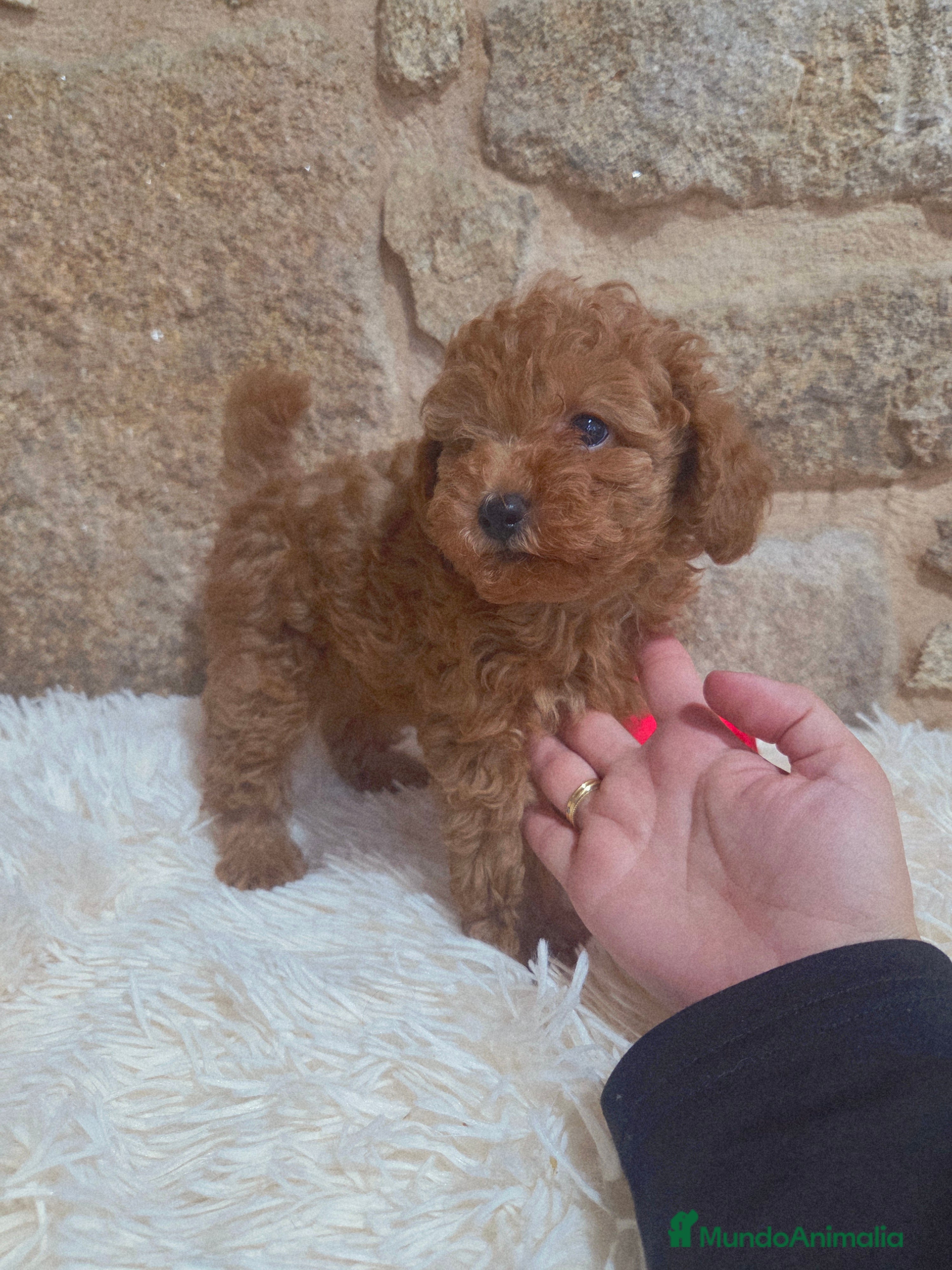 Caniche Toy perros Caniche toy - Anuncio 26