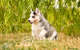 Husky Siberiano perros en venta: Husky siberiano disponibles - Imagen 5