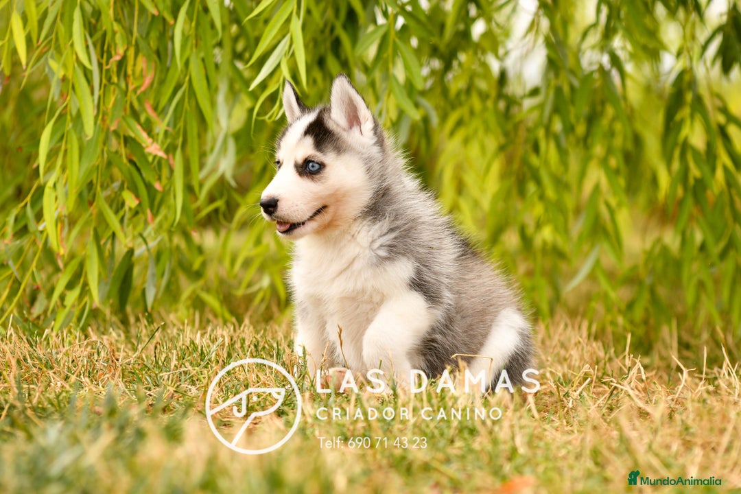 Husky Siberiano perros en venta: Husky siberiano disponibles - Imagen 5