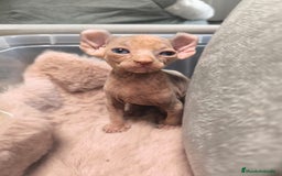 Sphynx gatos en venta: Cachorro Sphynx - Imagen 9