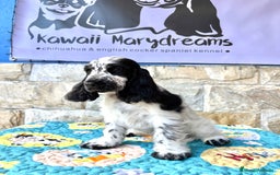 Cocker Spaniel Inglés perros en venta: Cachorros cocker spaniel Inglés listo para entrega - Imagen 2