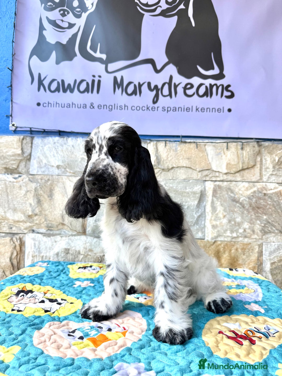 Cocker Spaniel Inglés perros en venta: Cachorros cocker spaniel Inglés listo para entrega - Imagen 2