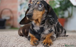 Teckel Miniatura perros en venta: 🐾 Gregorio y Bongo – Teckel especiales 🐾 - Imagen 1