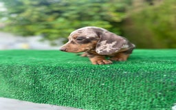 Teckel Miniatura perros en venta: teckel arlequin chocolate  - Imagen 4