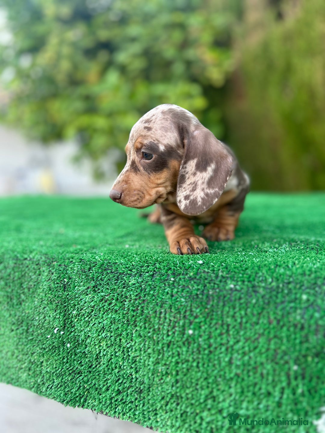 Teckel Miniatura perros en venta: teckel arlequin chocolate  - Imagen 4