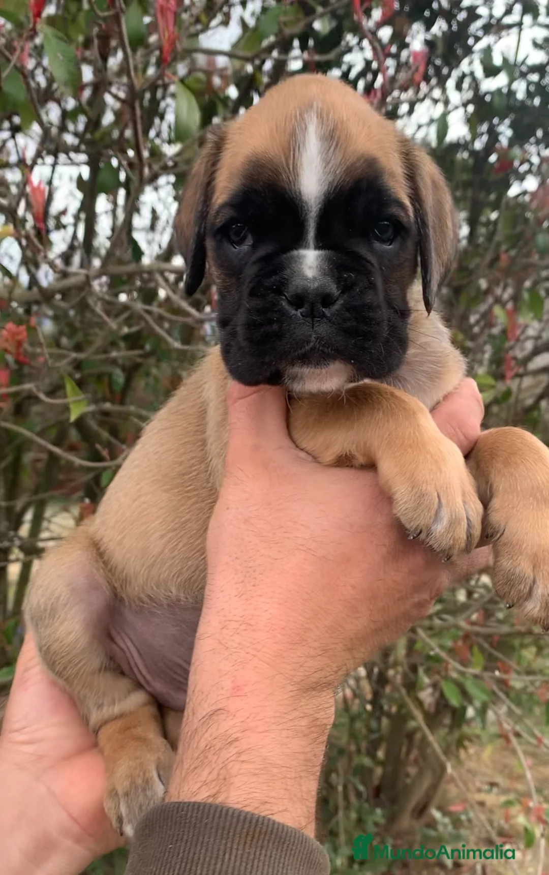 Boxer perros en venta: Magníficos cachorros BOXER, excelente genealogía - Anuncio 2