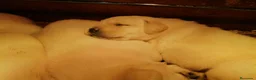 Labrador Retriever perros en venta: cachorros labrador retriever - Anuncio 4