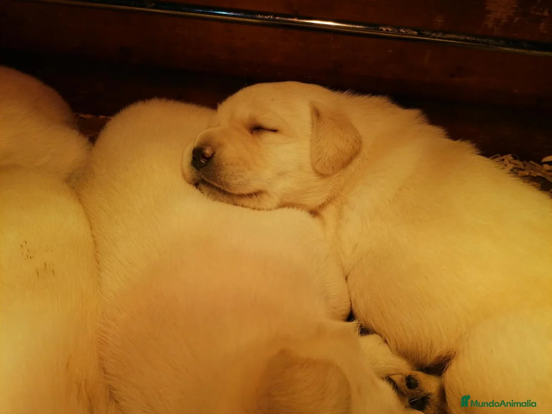 Labrador Retriever perros en venta: cachorros labrador retriever - Anuncio 4