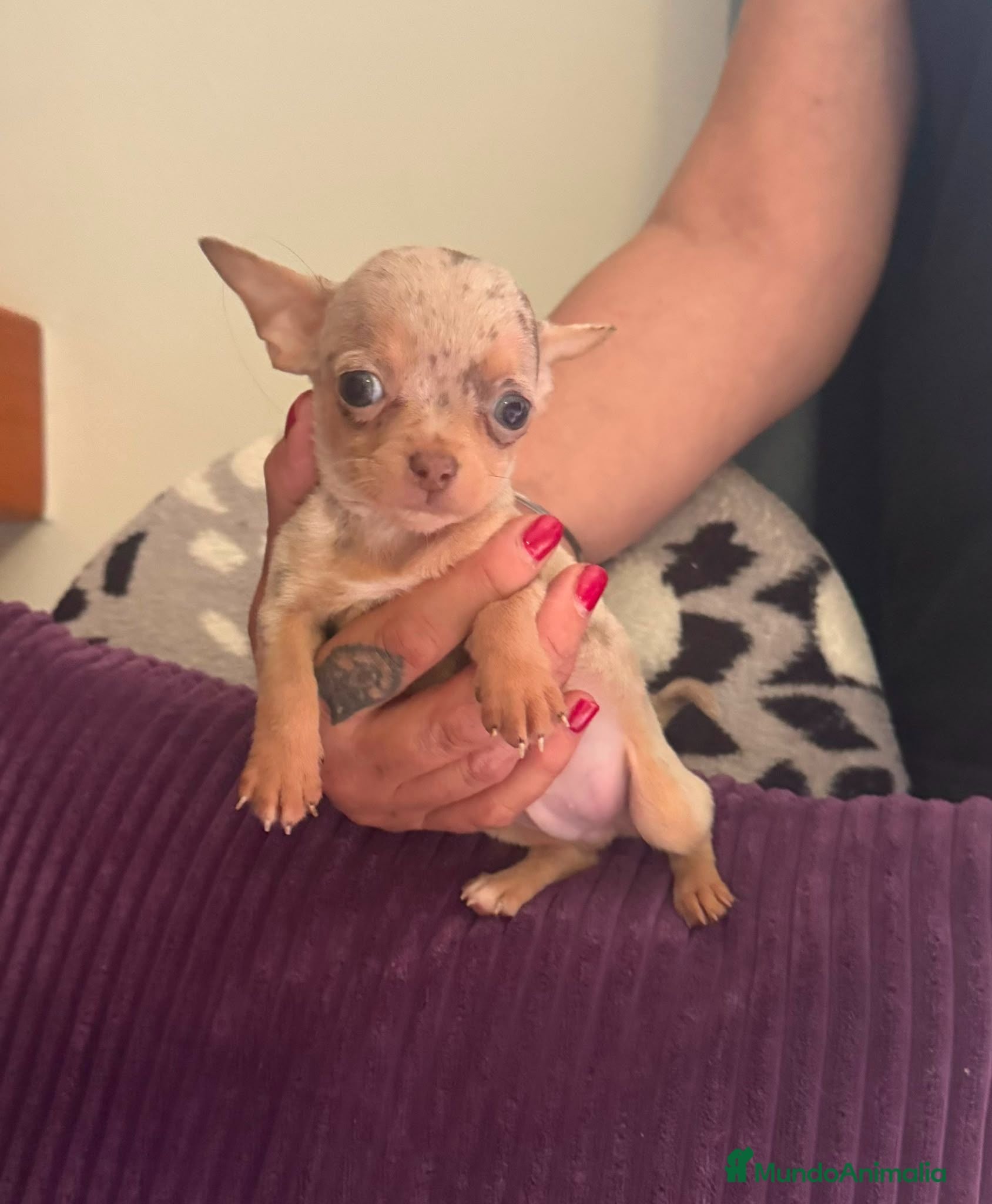 Chihuahua perros Chihuahuas merles exoticos - Anuncio 9