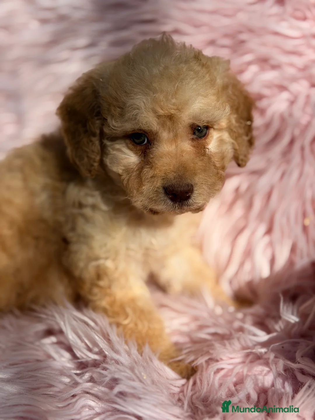 Perro de Agua Español perros en venta: Perro de agua crema  - Anuncio 2