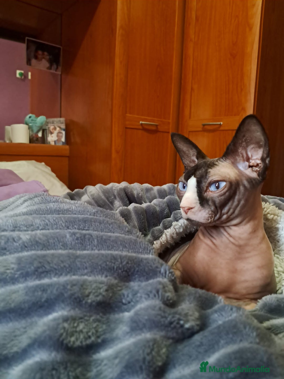 Sphynx gatos en venta: Gato egipcio  - Anuncio 2