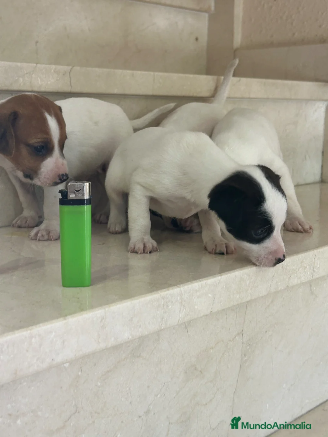 Ratonero Bodeguero Andaluz perros en venta: Bodegueros jerezanos calidad Maxima - Anuncio 1