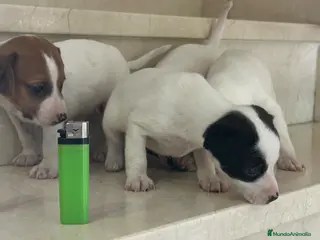 Ratonero Bodeguero Andaluz perros Bodegueros jerezanos calidad Maxima - Anuncio 2