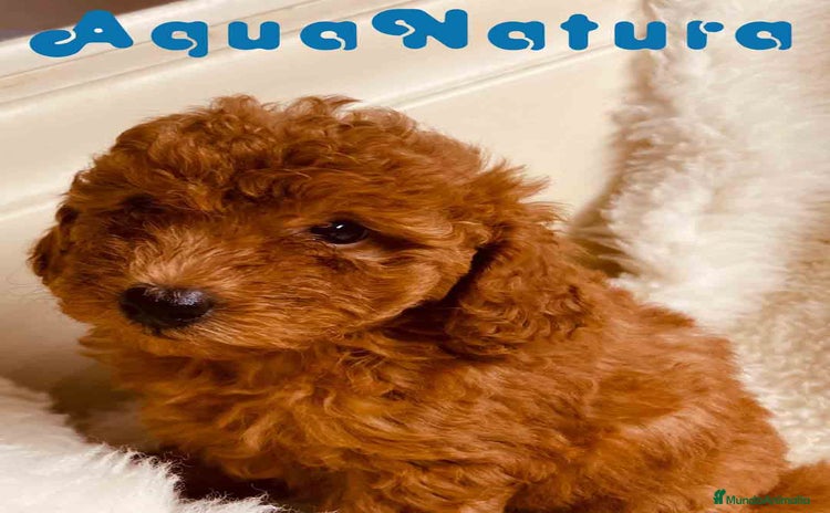 Caniche Toy perros - Anuncio 2