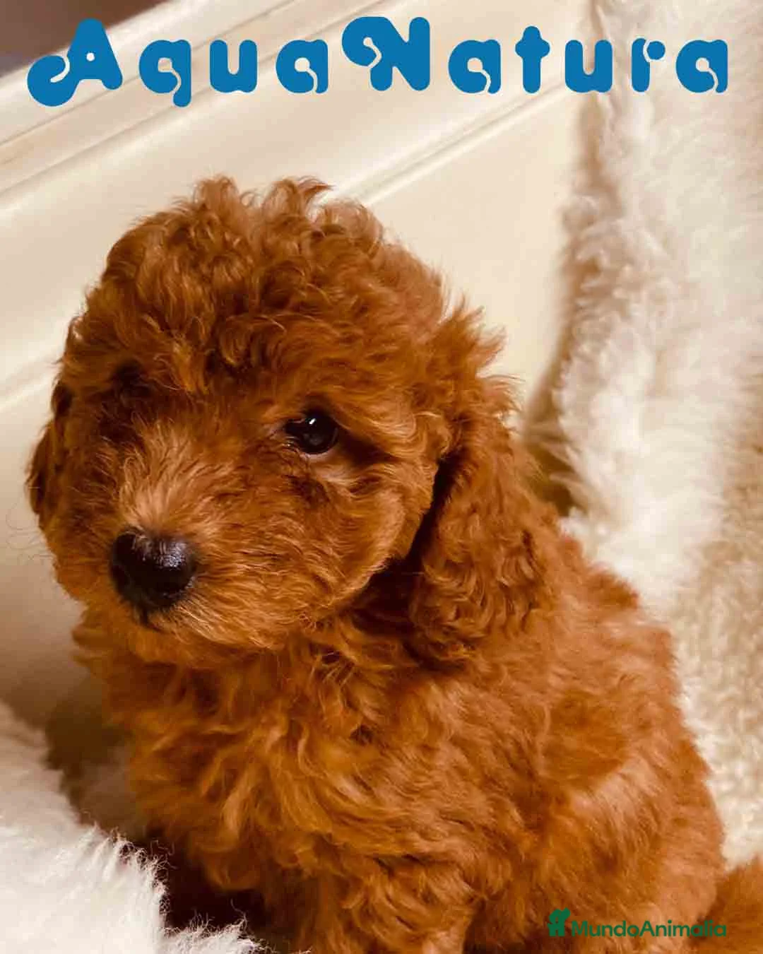 Caniche Toy perros en venta: Caniche Hembra 2 de Pastanaga AQUANATURA - Anuncio 1