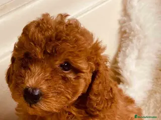 Caniche Toy perros Caniche Hembra 2 de Pastanaga AQUANATURA - Anuncio 29