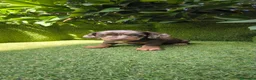 Teckel Miniatura perros en venta: teckel miniatura arlequín chocolate varios colores - Anuncio 25